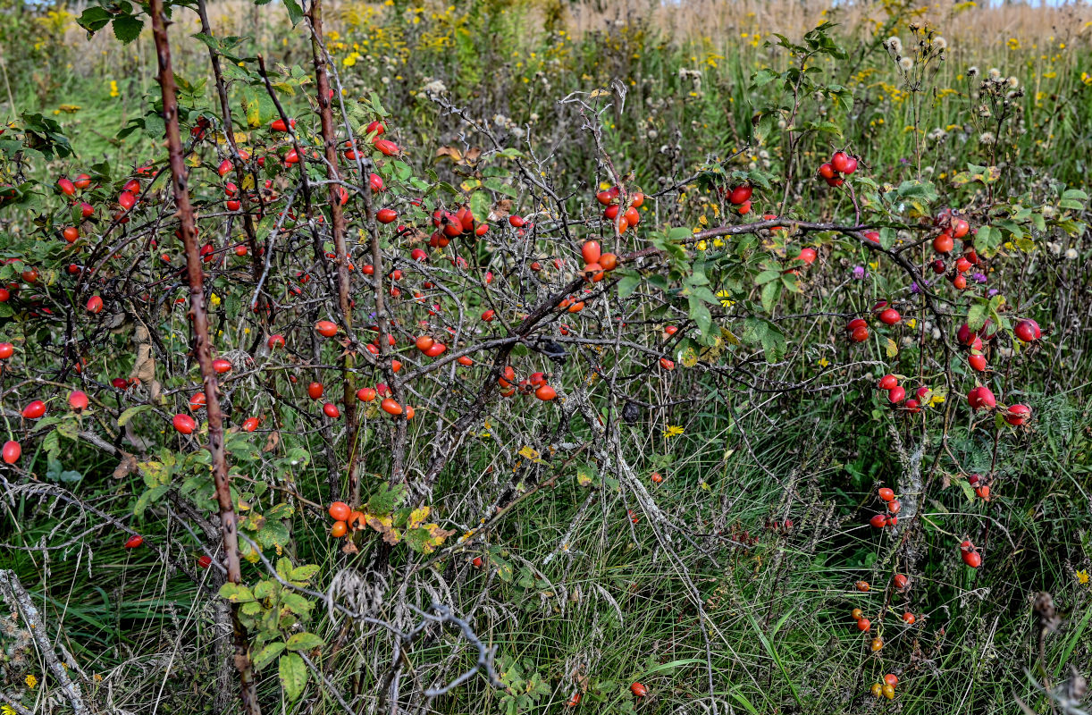 Image of genus Rosa specimen.