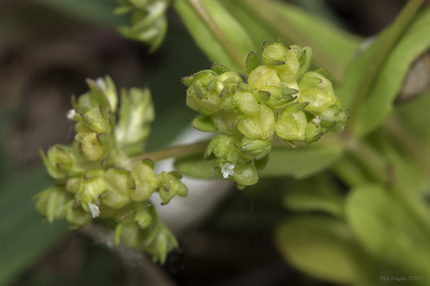 Image of Valerianella costata specimen.