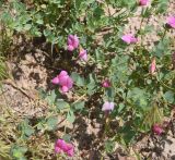 familia Fabaceae. Цветущее растение. Турция, ил Карс, окр. Ани, ур. Цахкоцадзор. 28 мая 2025 г.