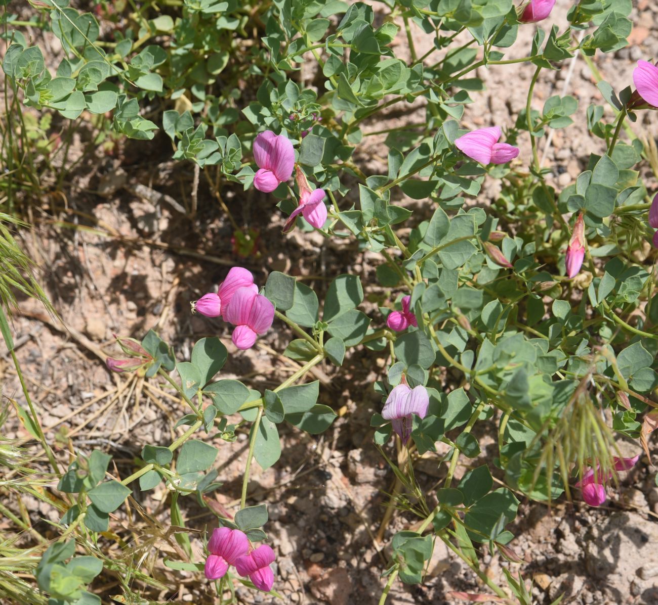 Image of familia Fabaceae specimen.