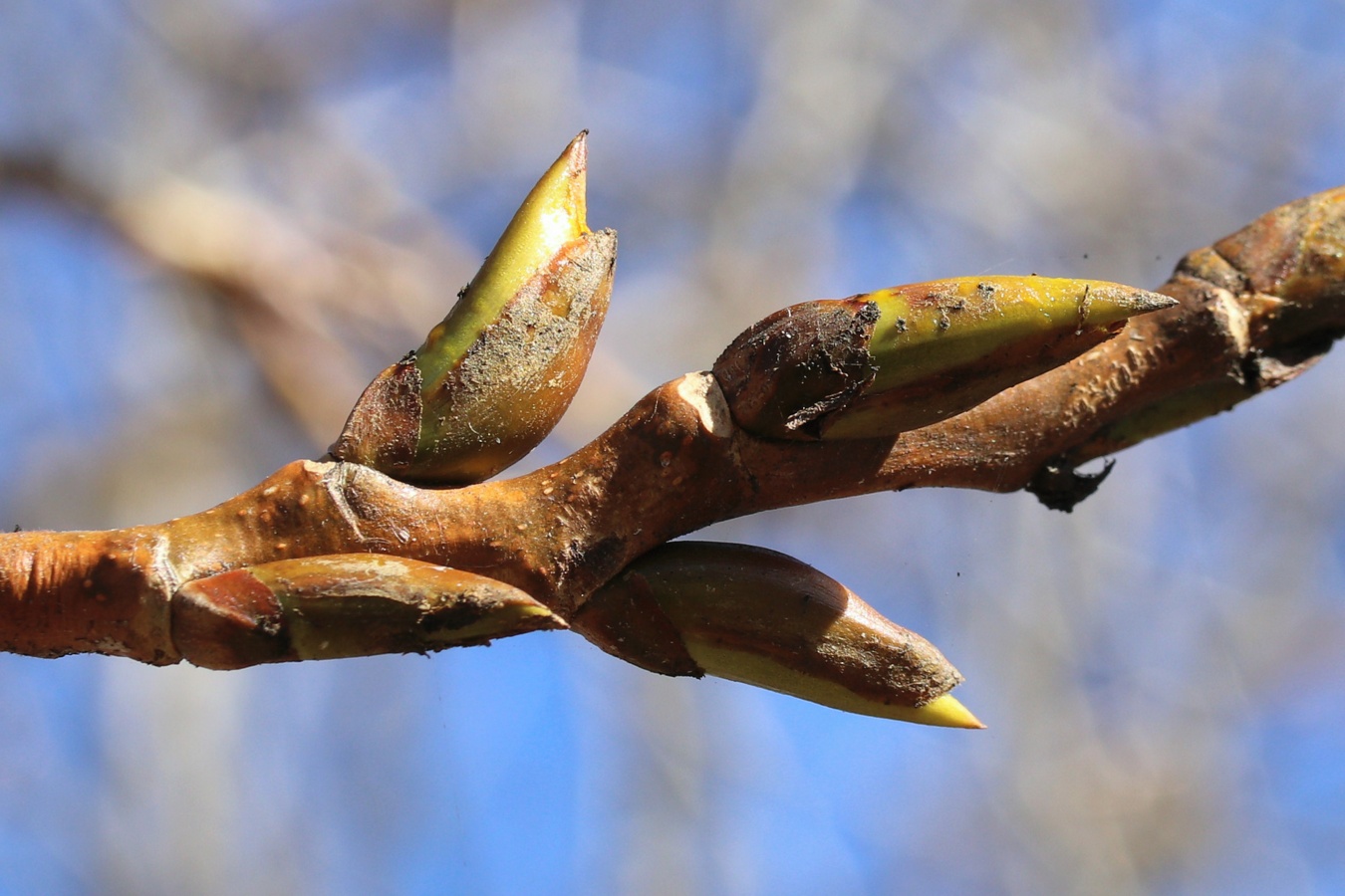 Изображение особи Populus tremula.
