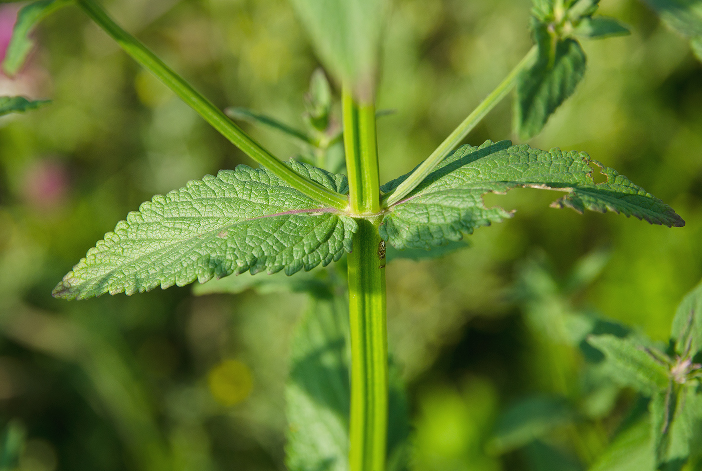 Image of Nepeta nuda specimen.