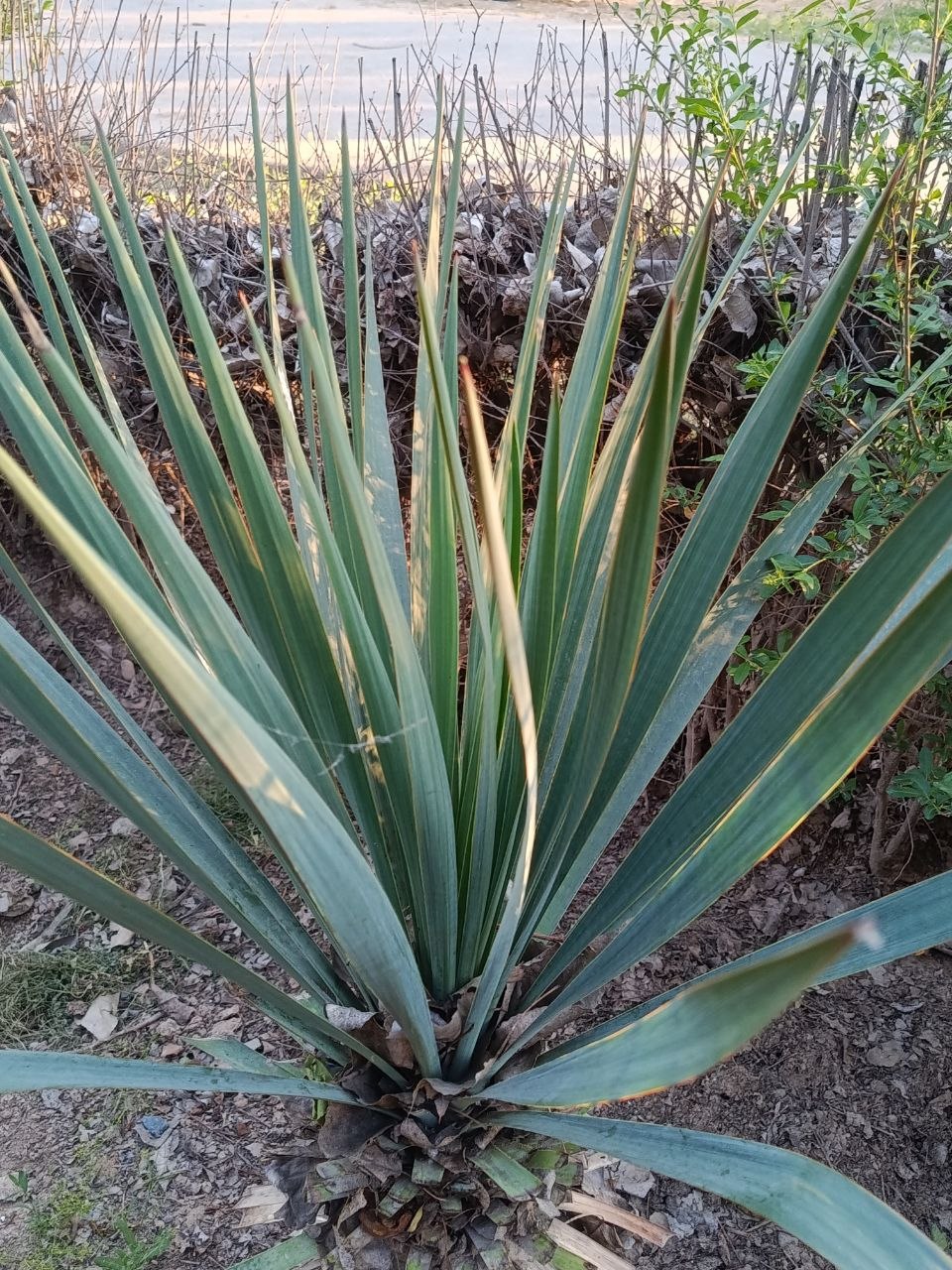 Image of genus Yucca specimen.