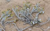 Otanthus maritimus. Цветущие растения. Португалия, округ Лиссабон, устье р. Сизандру, песчаный пляж. 23.08.2025.