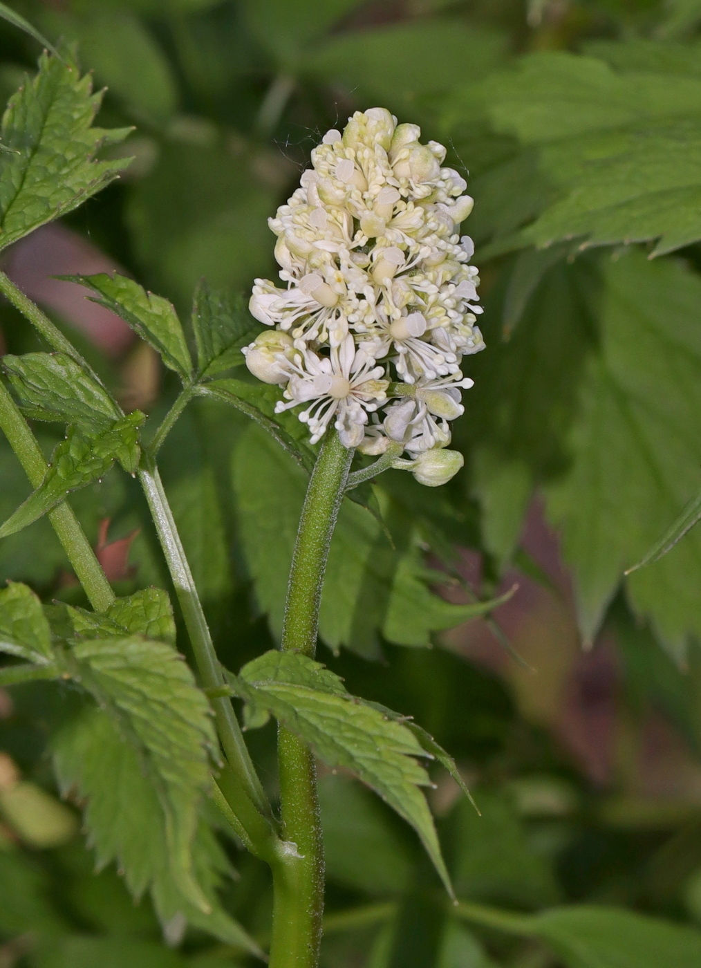 Image of Actaea rubra f. neglecta specimen.
