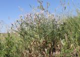 Klasea erucifolia. Цветущее растение. ЛНР, г. Луганск, балка Калмыцкий Яр, нижняя часть склона ю.-в. экспозиции, луговая степь. 13.06.2026.