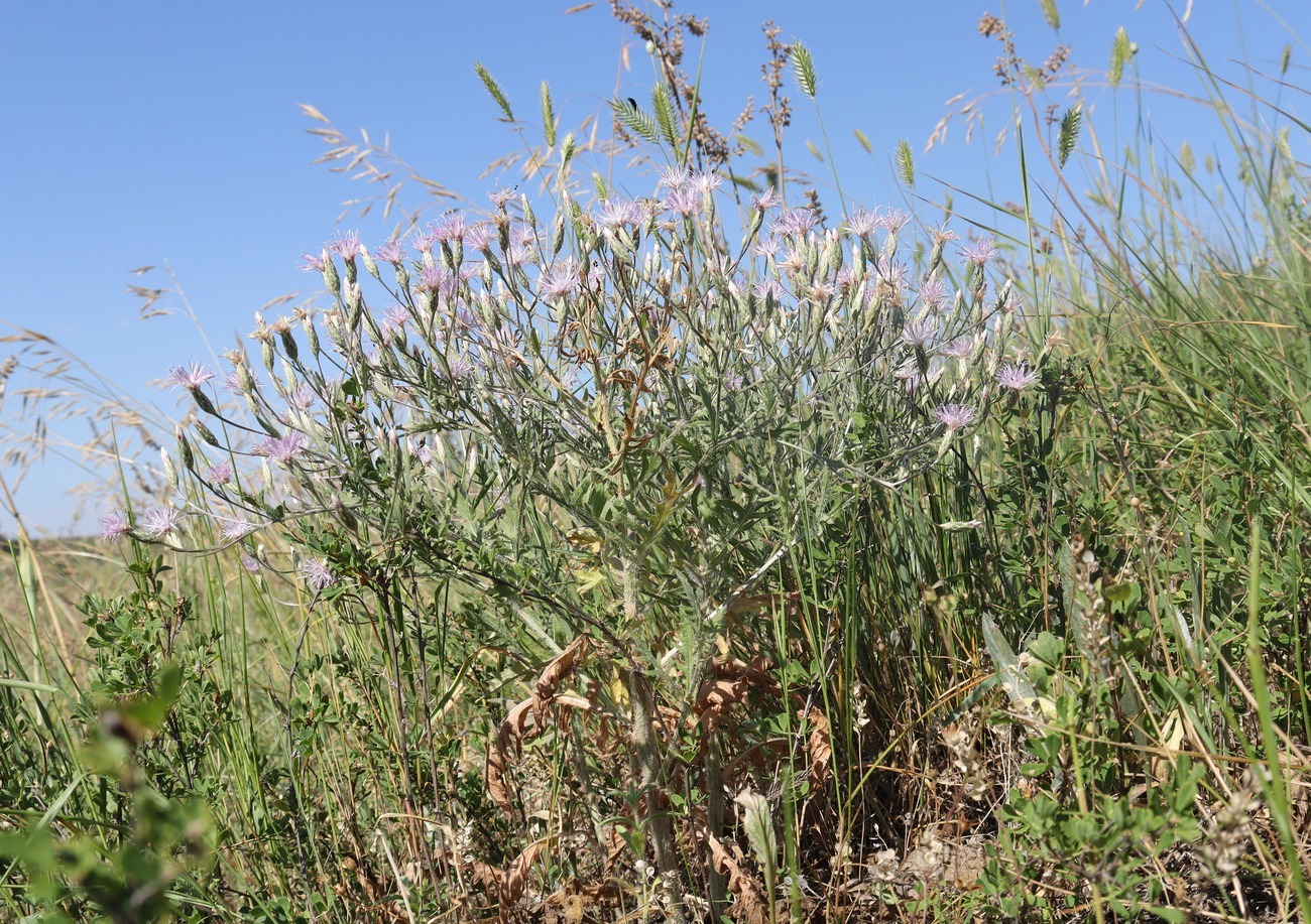 Изображение особи Klasea erucifolia.