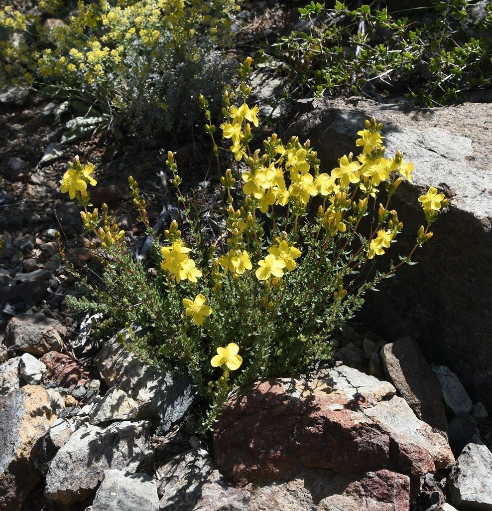 Изображение особи Hypericum confertum ssp. stenobotrys.