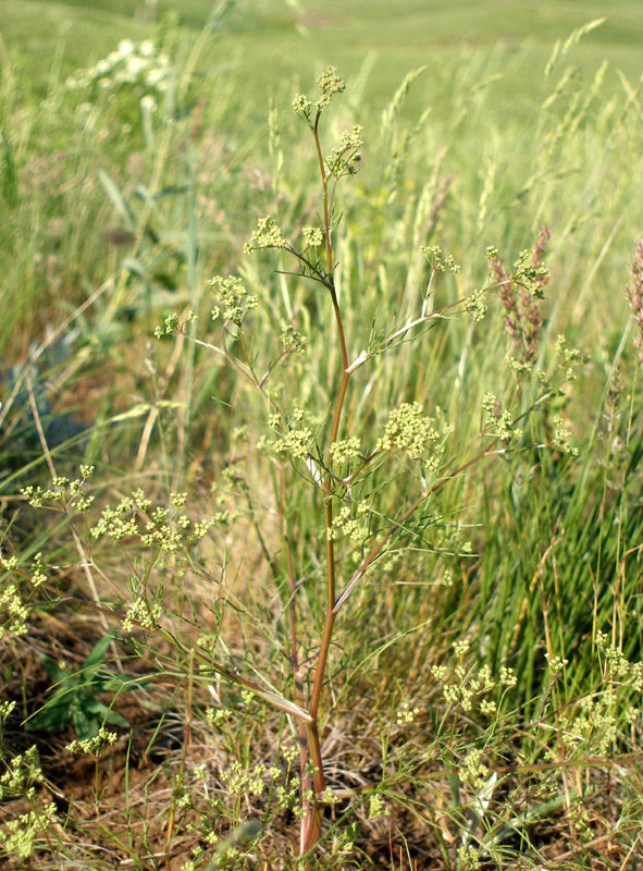 Image of Trinia muricata specimen.