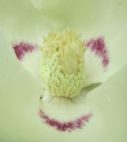 Magnolia ashei. Центральная часть цветка. Московская обл., Щёлковский р-н, в культуре. 12.07.2026.
