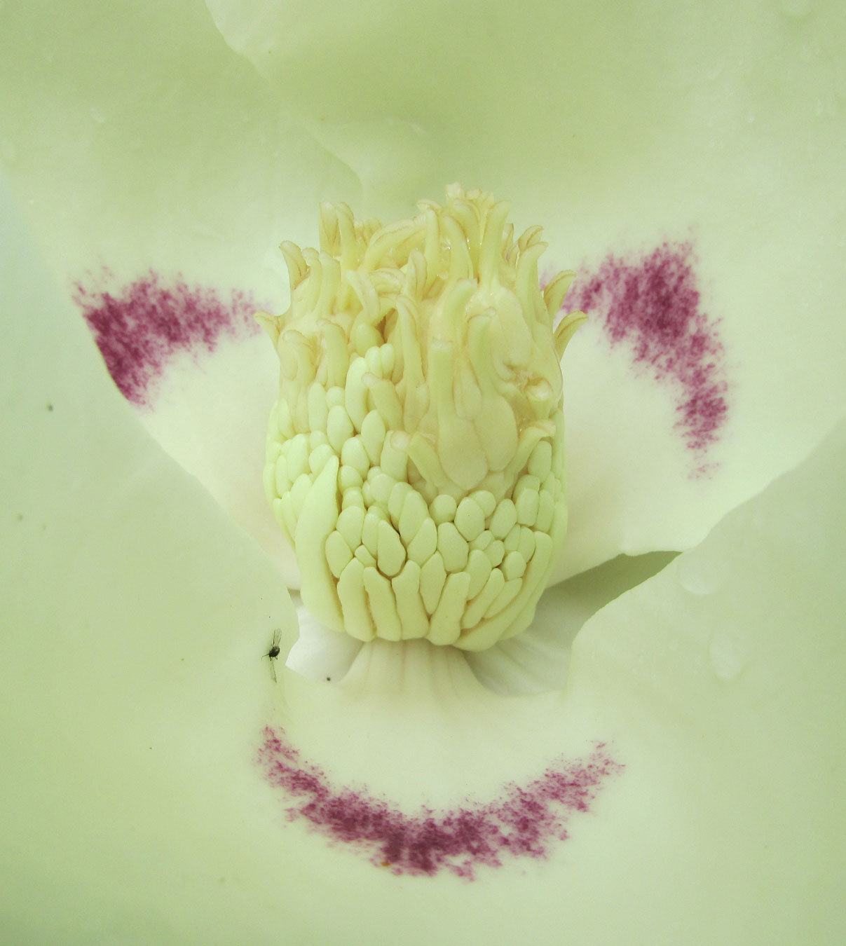 Изображение особи Magnolia ashei.