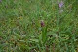 familia Orchidaceae. Растение с развивающимся соцветием. Грузия, край Самцхе-Джавахети, Ахалцихский муниципалитет, левый борт р. Цинубанисцкали, окр. горячего источника Цинубани, луг. 9 июня 2026 г.