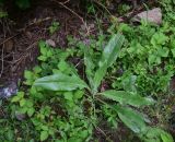 unknown species. Вегетирующее растение. Турция, ил Артвин, дер. Bağcılar, обочина дороги. 12 июня 2026 г.