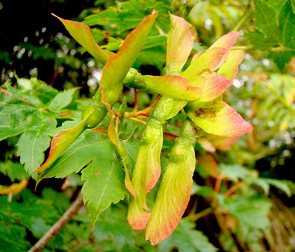 Image of Acer pseudosieboldianum specimen.