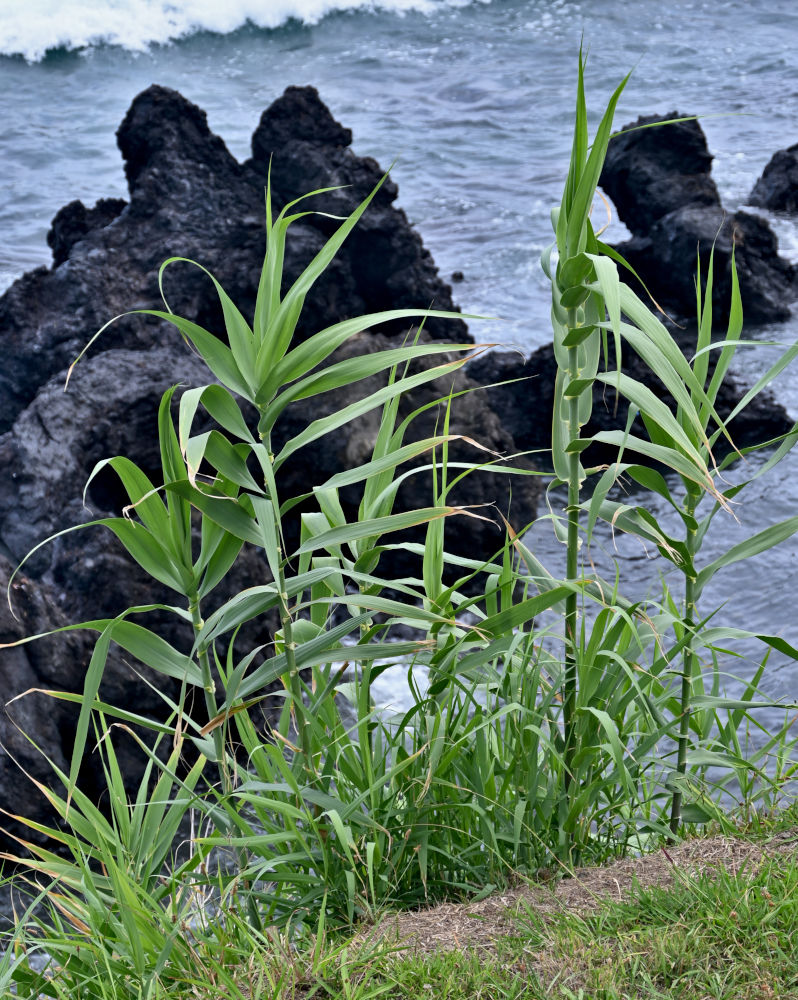 Изображение особи Arundo donax.