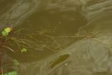 Potamogeton trichoides