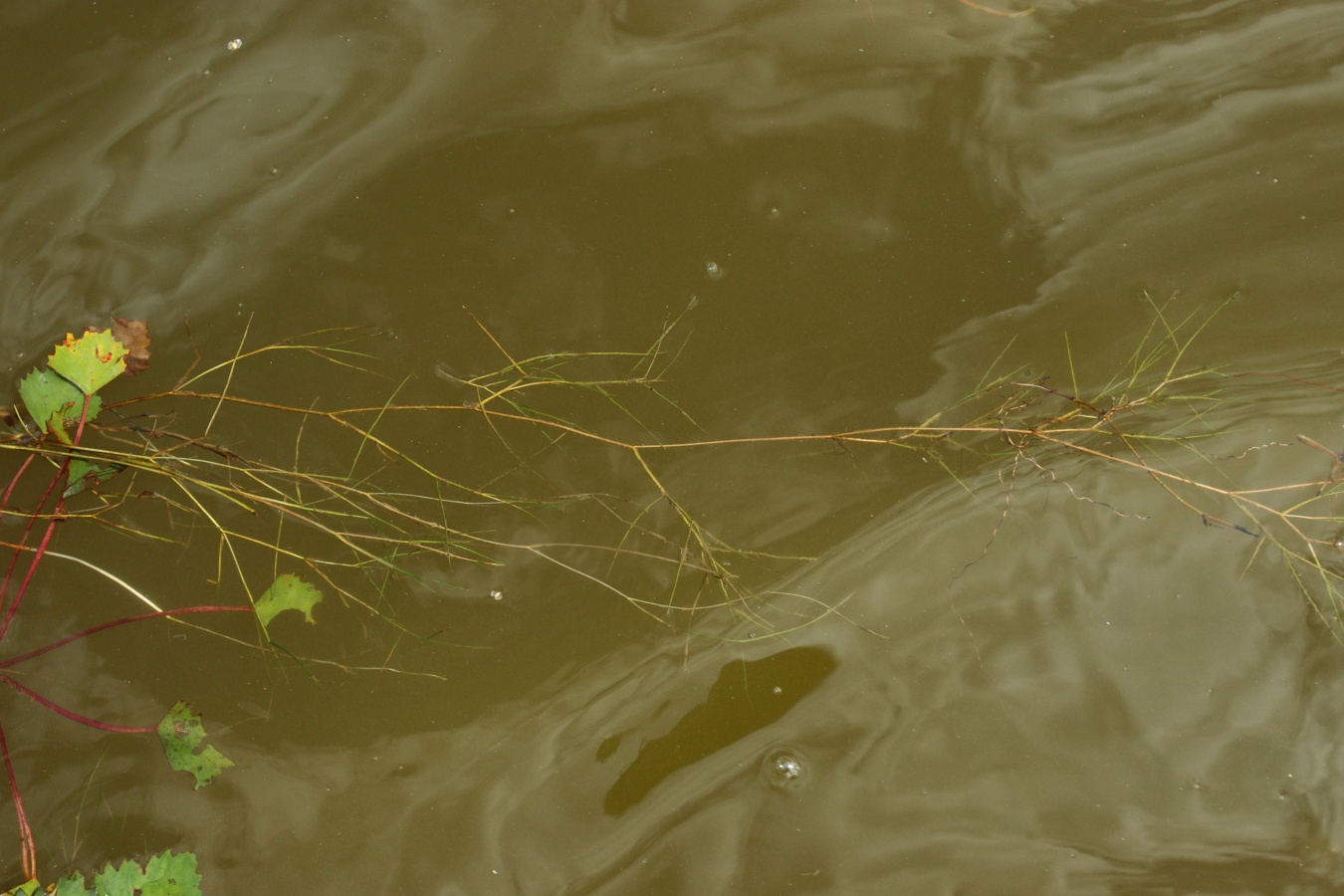 Image of Potamogeton trichoides specimen.