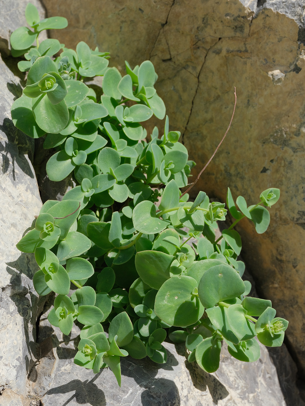 Image of Hylotelephium ewersii specimen.