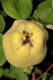 Cydonia oblonga