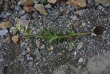genus Aconogonon. Извлечённое из грунта цветущее растение. Турция, ил Артвин, р-н Юсуфели, левый берег р. Бархал-Чайи над порогом, выс.1800 м н.у.м., скальная полка. 14 июня 2026 г.