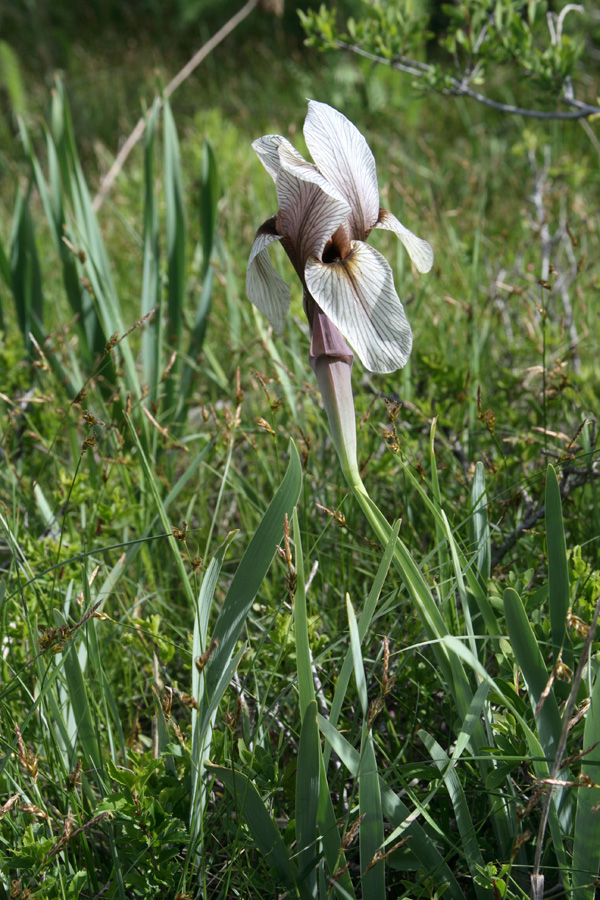 Image of Iris korolkowii specimen.