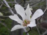 genus Magnolia