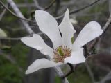 genus Magnolia. Цветок. Владивосток, ботанический сад-институт ДВО РАН. 24 мая 2011 г.