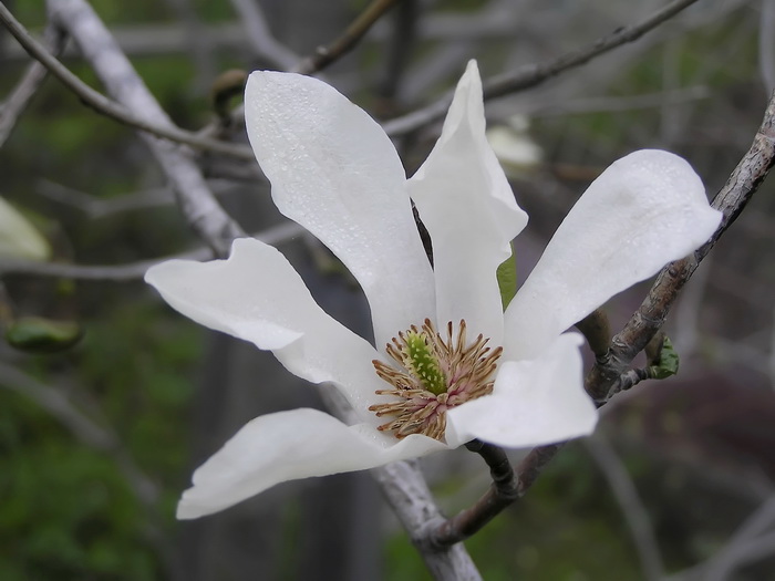 Image of genus Magnolia specimen.