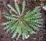 genus Taraxacum