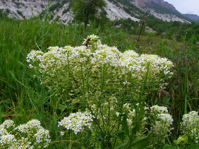 Изображение особи Cardaria draba.