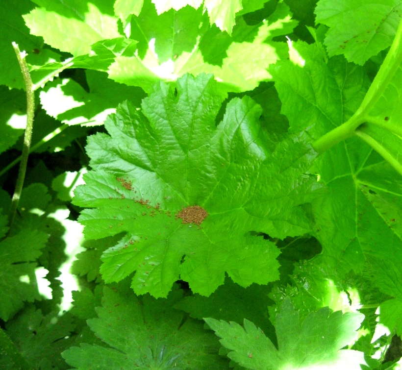 Изображение особи Darmera peltata.