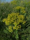 Euphorbia stepposa