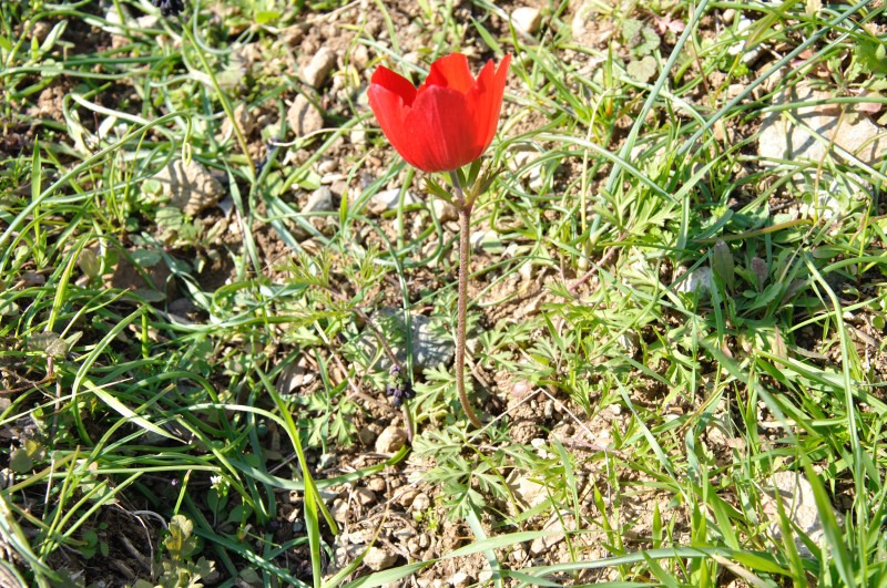 Изображение особи Anemone coronaria.