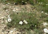 Lomelosia argentea. Цветущее растение (Scabiosa taurica). Крым, окр. с. Перевальное, урочище Аян. 17 июля 2011 г.