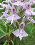 Dactylorhiza fuchsii