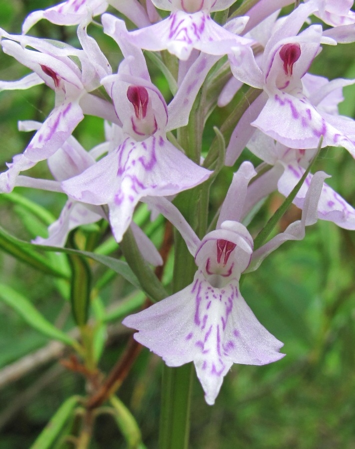 Изображение особи Dactylorhiza fuchsii.