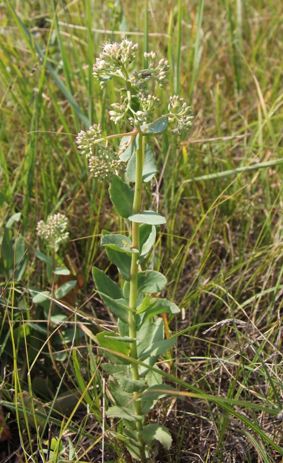 Image of Hylotelephium maximum specimen.