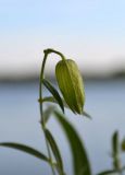 Oberna procumbens. Плод. Астраханская обл, Наримановский р-н, в истоке рук. Бузан, левый берег, среди корней прибрежных ив. 28.08.2011.
