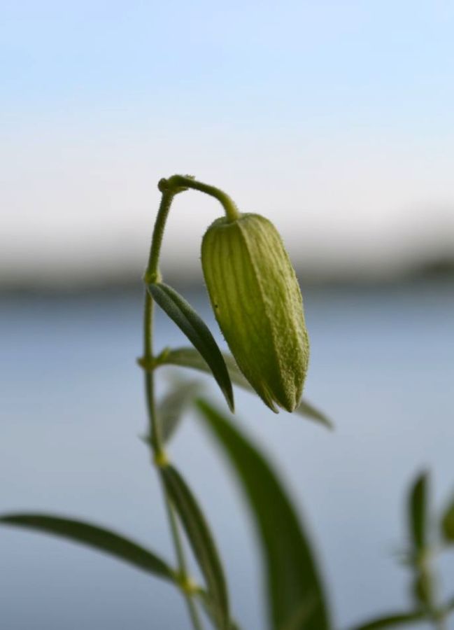 Изображение особи Oberna procumbens.