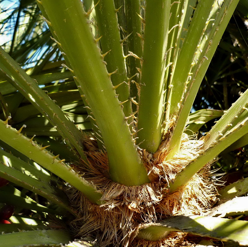 Image of Chamaerops humilis specimen.
