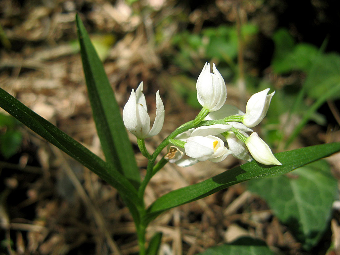 Image of Cephalanthera longifolia specimen.