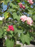 Hibiscus mutabilis