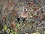 Viburnum burejaeticum