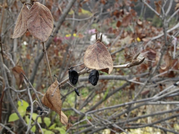 Изображение особи Viburnum burejaeticum.