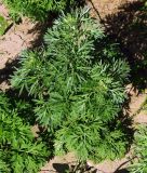 Artemisia absinthium. Вегетирующее растение. Казахстан, Южно-Казахстанская обл., пойма р. Боролдай. 02.05.2011.