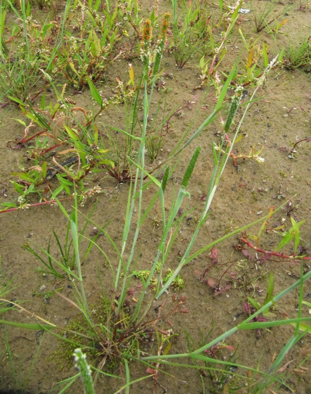 Image of Alopecurus aequalis specimen.