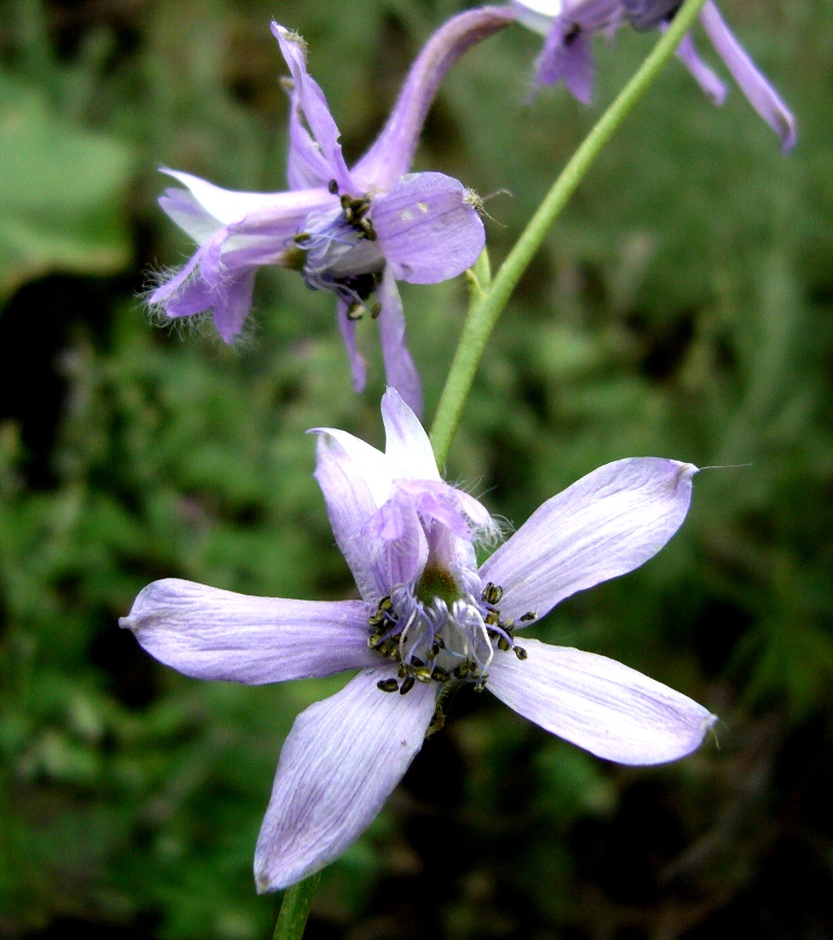 Image of Delphinium turkmenum specimen.