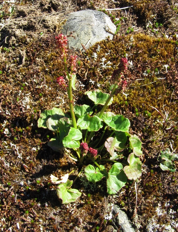 Image of Oxyria digyna specimen.