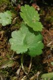 Ranunculus cassubicus