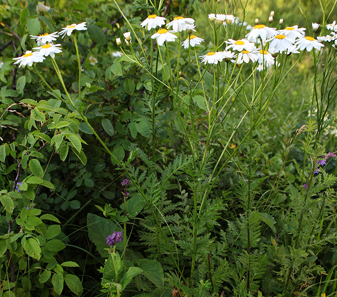 Изображение особи Pyrethrum corymbosum.